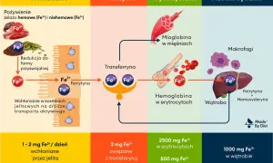 Schemat pokazuje, kiedy brać żelazo: wchłanianie z jelit (1-2 mg Fe2+), transport (3 mg Fe3+ z transferyną), wykorzystanie (hemoglobina, mioglobina) i przechowywanie (wątroba, makrofagi).
