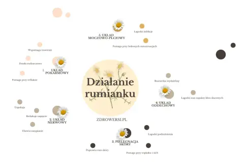 Rumianek na co? Na układ pokarmowy, nerwowy, skórę, oddechowy i moczowo-płciowy. Łagodzi infekcje, podrażnienia, pomaga przy refluksie i bolesnych menstruacjach.