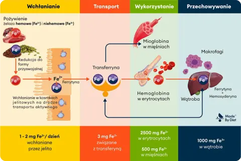 Schemat pokazuje, kiedy brać żelazo: wchłanianie z jelit (1-2 mg Fe2+), transport (3 mg Fe3+ z transferyną), wykorzystanie (hemoglobina, mioglobina) i przechowywanie (wątroba, makrofagi).