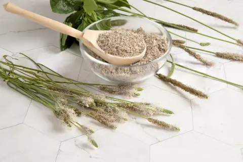 Suszone babka płesznik liście w misce, obok świeże kwiatostany i drewniana łyżka.