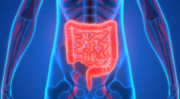 Anatomia jelit, które mogą emanera rano czy wieczorem, w neonowym, niebieskim tle.