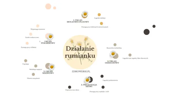 Rumianek na co? Na układ pokarmowy, nerwowy, skórę, oddechowy i moczowo-płciowy. Łagodzi infekcje, podrażnienia, pomaga przy refluksie i bolesnych menstruacjach.
