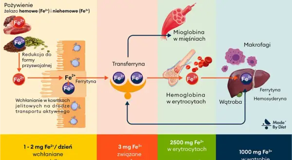 Schemat pokazuje, kiedy brać żelazo: wchłanianie z jelit (1-2 mg Fe2+), transport (3 mg Fe3+ z transferyną), wykorzystanie (hemoglobina, mioglobina) i przechowywanie (wątroba, makrofagi).