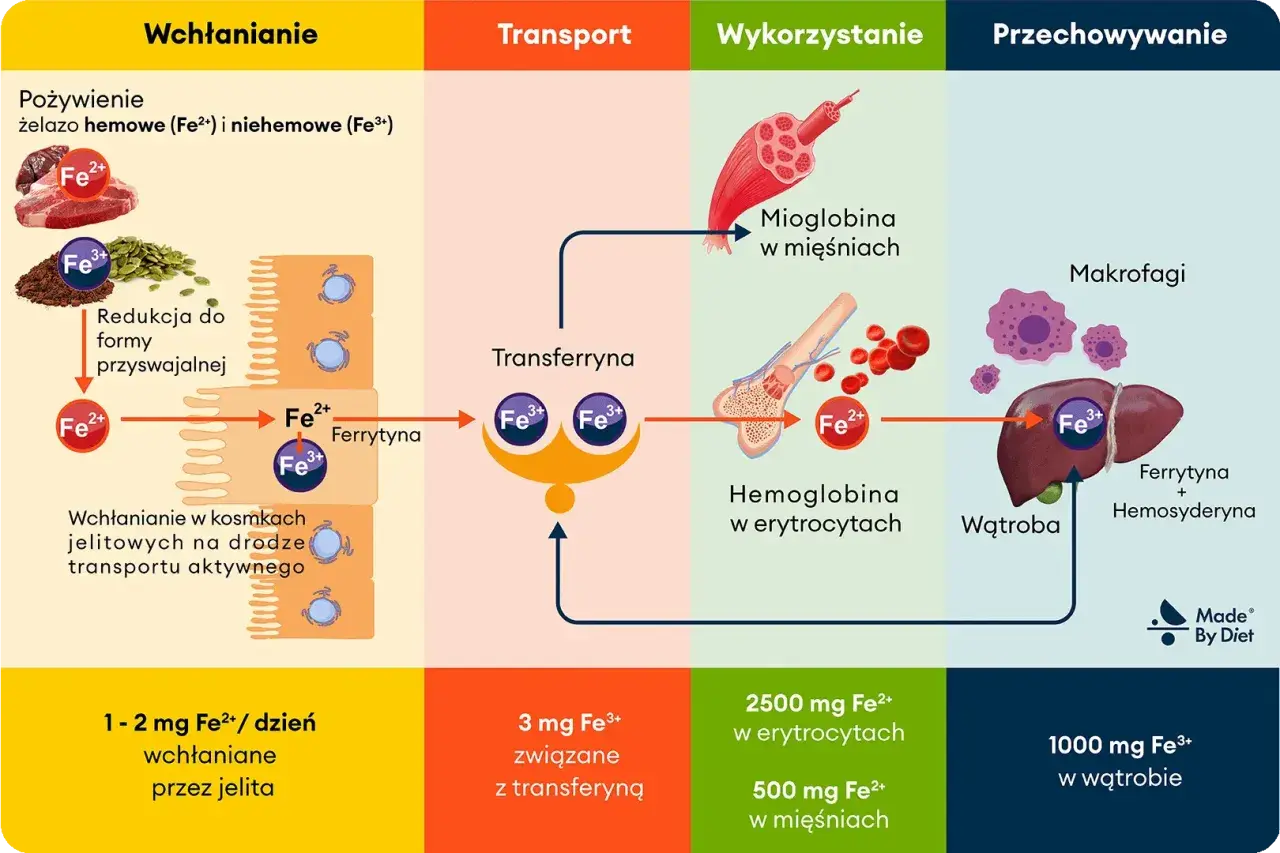 Schemat pokazuje, kiedy brać żelazo: wchłanianie z jelit (1-2 mg Fe2+), transport (3 mg Fe3+ z transferyną), wykorzystanie (hemoglobina, mioglobina) i przechowywanie (wątroba, makrofagi).