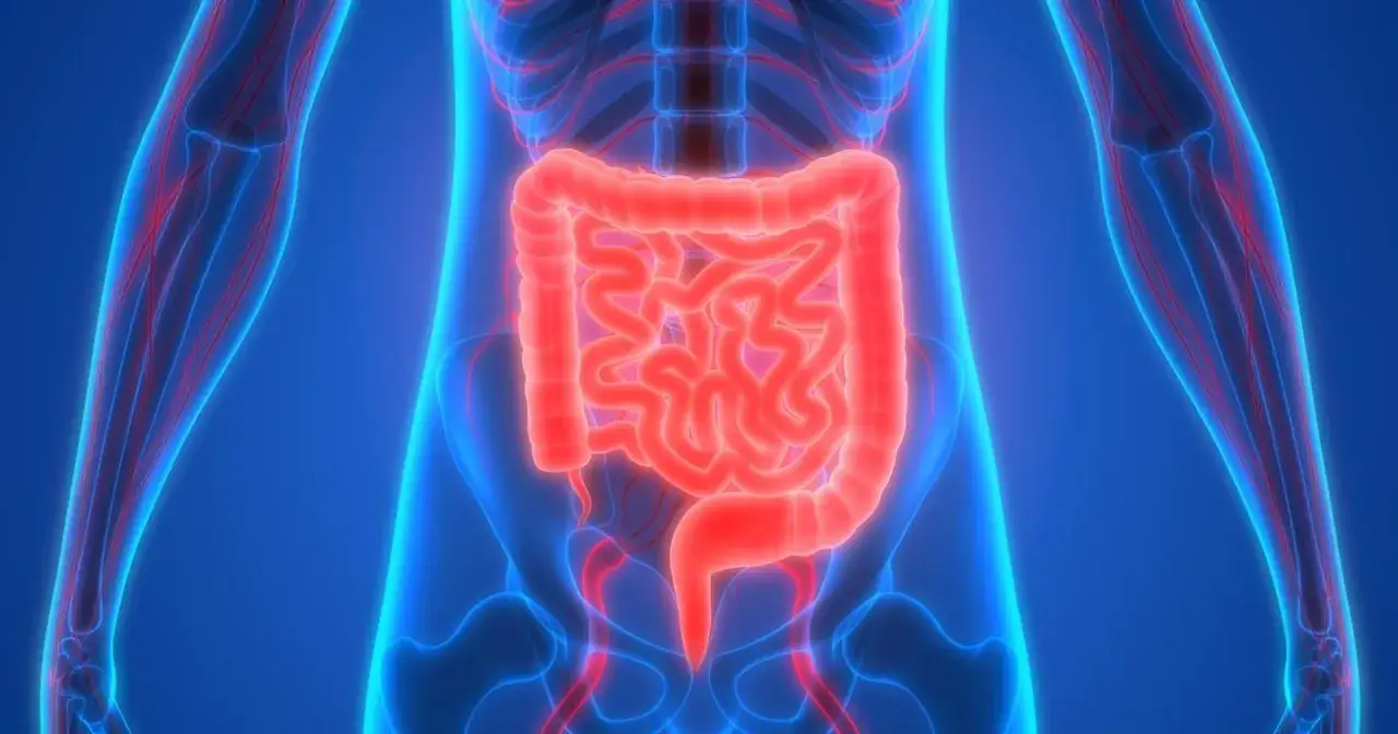 Anatomia jelit, które mogą emanera rano czy wieczorem, w neonowym, niebieskim tle.