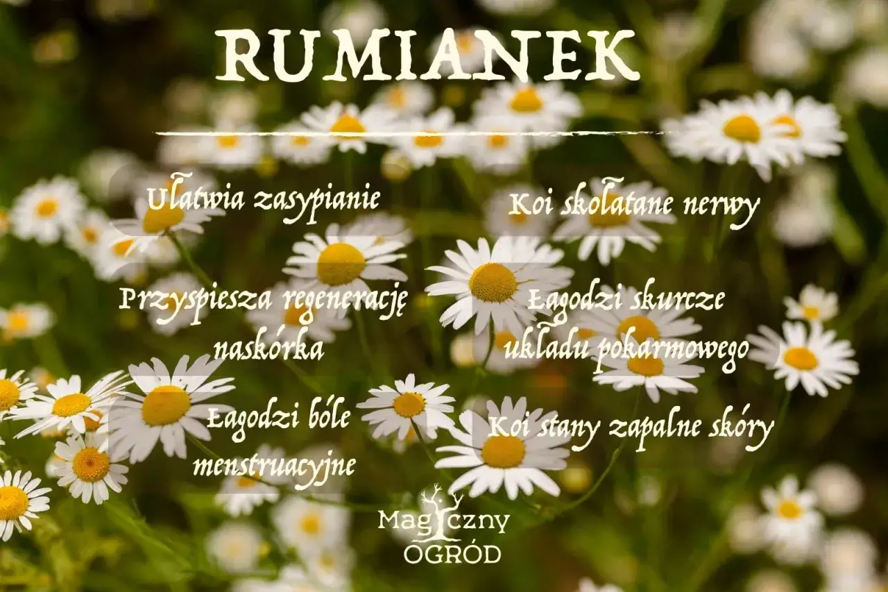 Rumianek: ułatwia zasypianie, koi nerwy, łagodzi bóle menstruacyjne. Czy rumianek obniża ciśnienie? Obraz przedstawia polne kwiaty.