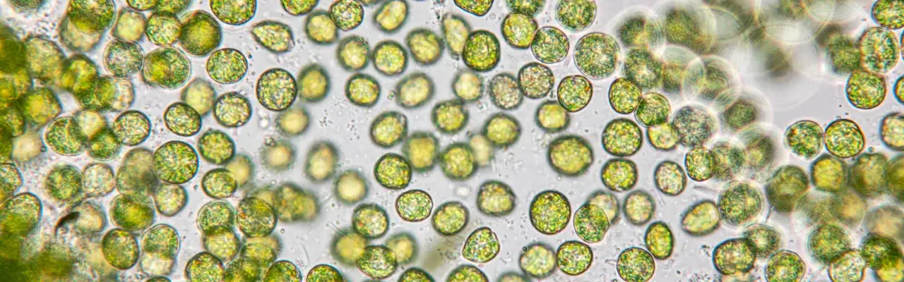 Mikroskopowy obraz zielonych, kulistych komórek, które mogą być chlorellą, jednokomórkowym glonem.